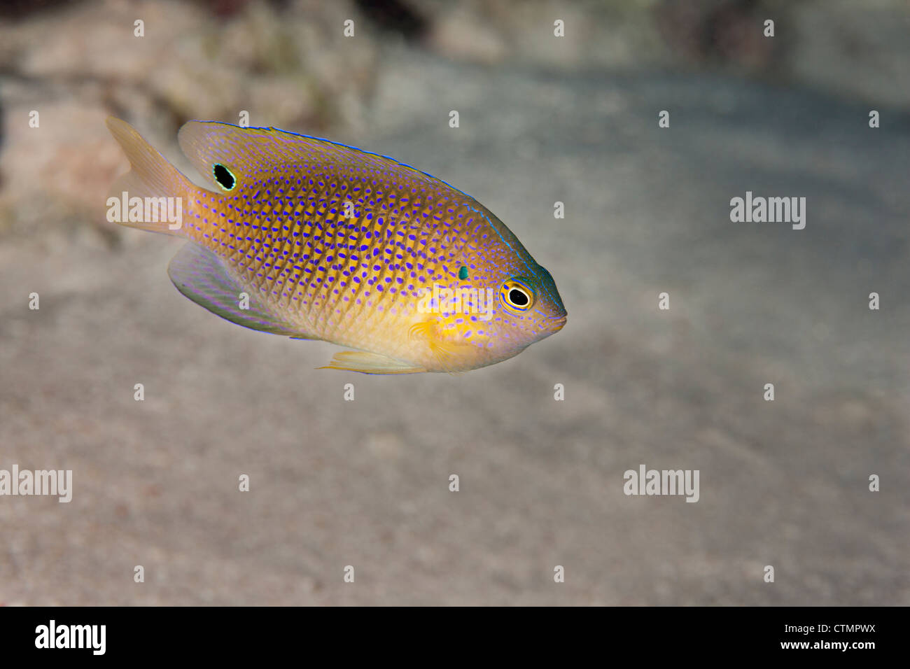 La principessa fanciulla (Pomacentrus vaiuli) su un tropical Coral reef in ulong canale off l'isola di Palau in Micronesia. Foto Stock