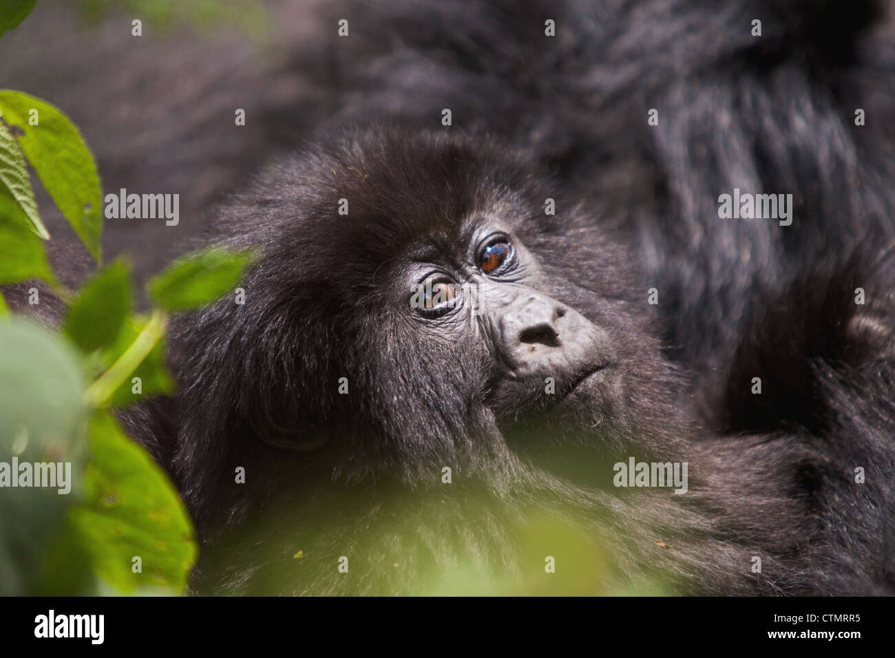 Gorilla di Montagna (Gorilla Gorilla beringei), vulcani Parco Nazionale, Ruanda Foto Stock