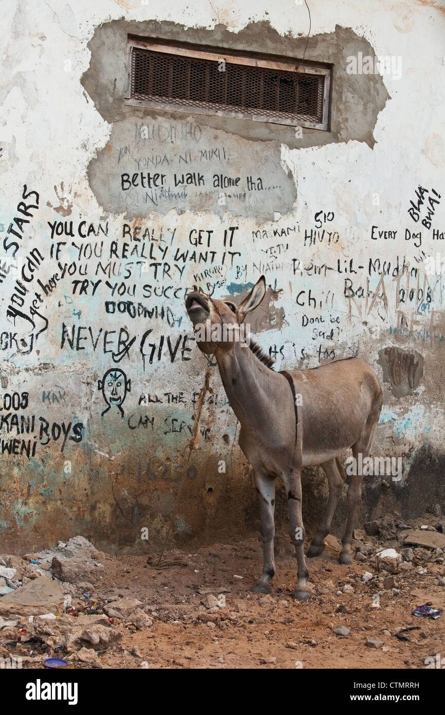 Legato un asino (Equus asinus) gridare davanti al muro di graffiti, isola di Lamu, Kenya, Africa Foto Stock