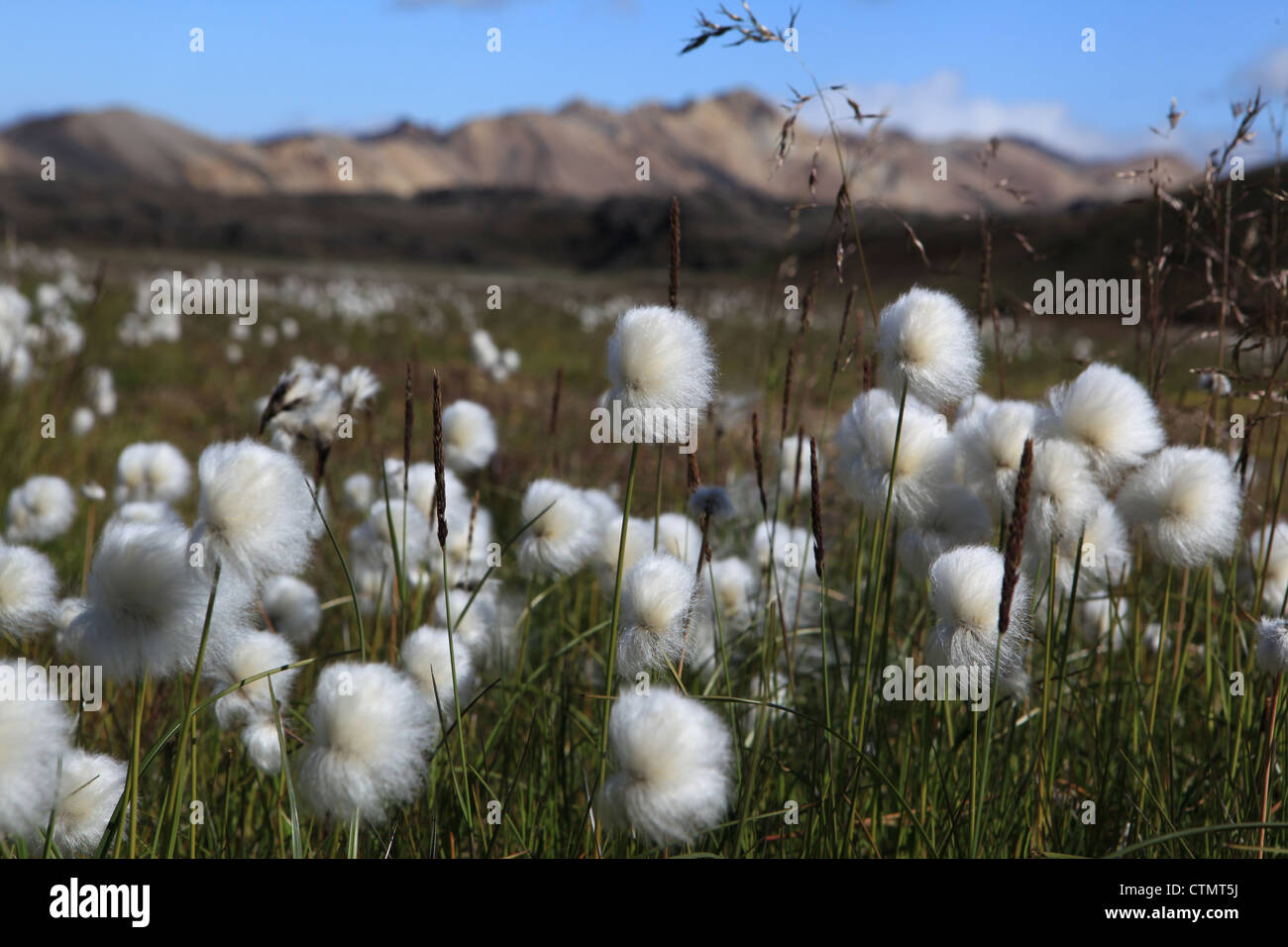 Kingcups in Islanda Foto Stock