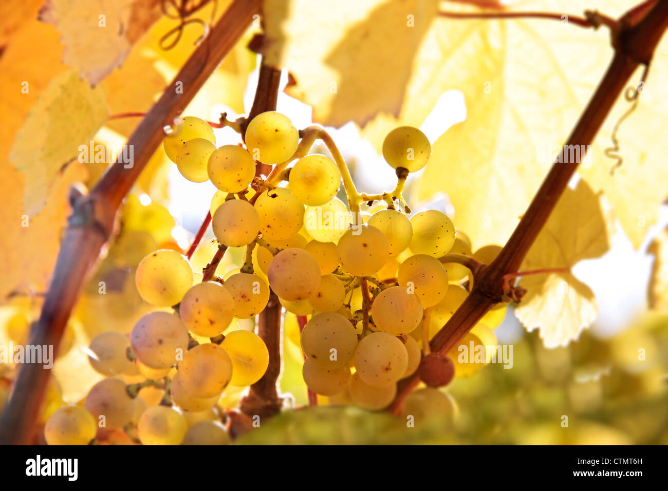Il Riesling uva da vino in autunno nei pressi di Kiedrich, Rheingau, Hesse, Germania Foto Stock