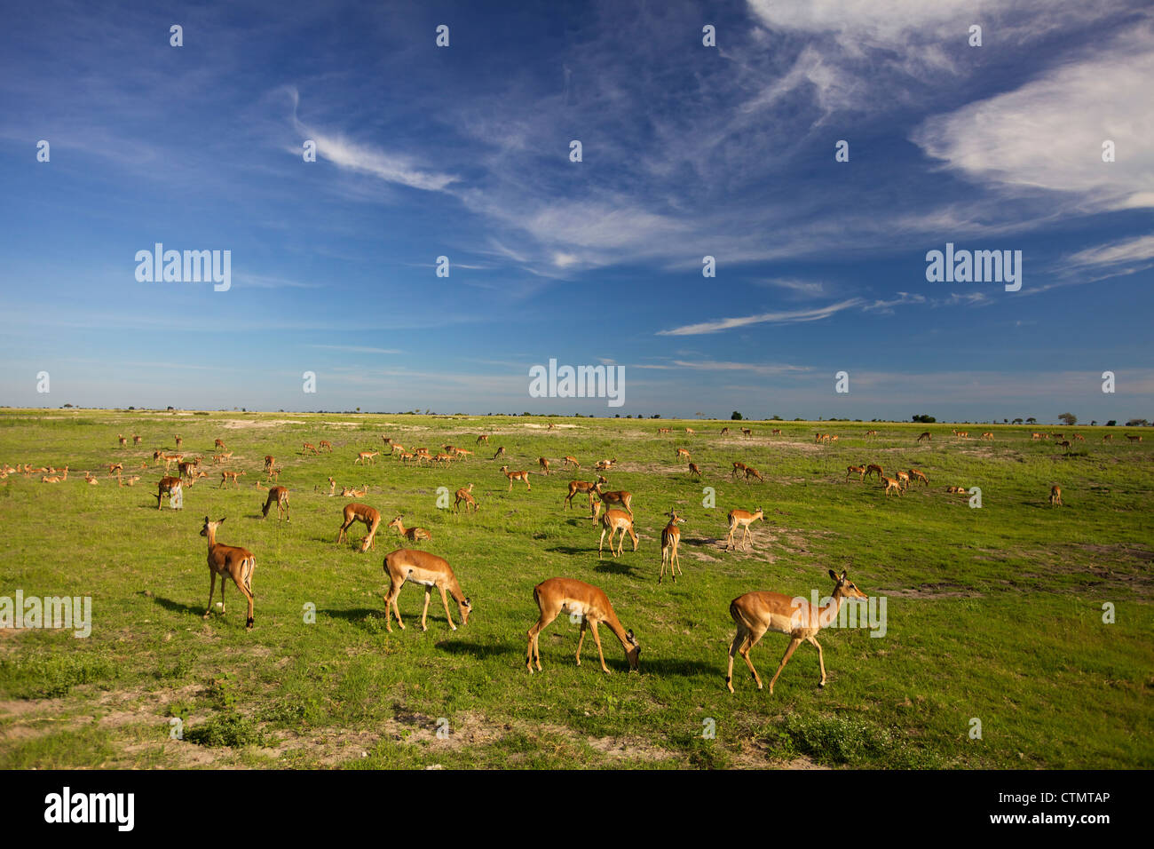 Un grande allevamento di Impala pascolo, Chobe National Park - Chobe, Botswana Foto Stock