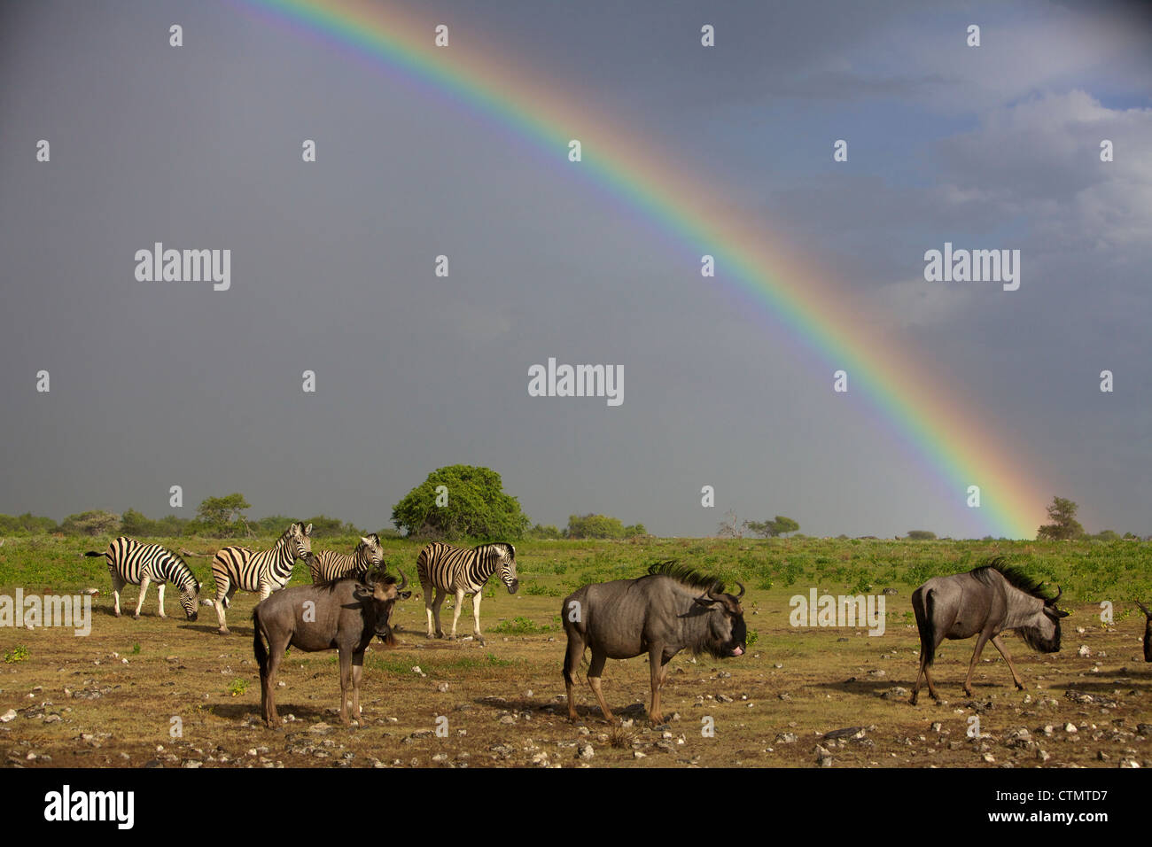 Una mandria di gnu blu e un piccolo allevamento di pianura Zebra, il Parco Nazionale di Etosha, Etosha, Namibia Foto Stock