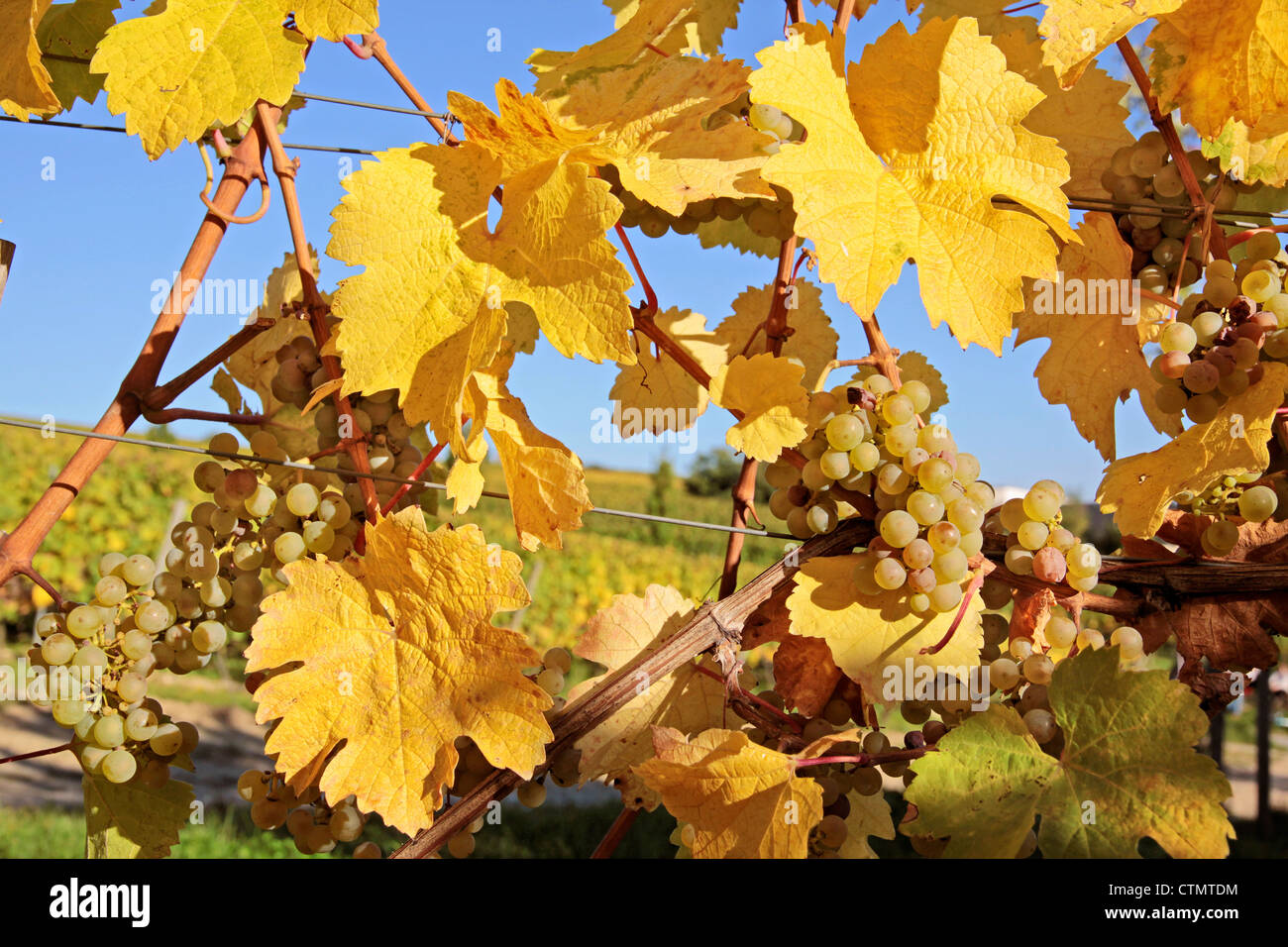 Di colore giallo brillante foglie in vigna vicino Kiedrich, Rheingau, Hesse, Germania Foto Stock