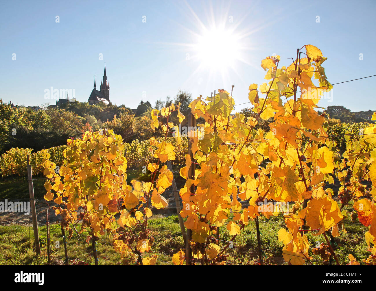 Vigneto in autunno nei pressi di Kiedrich, Rheingau, Hesse, Germania Foto Stock