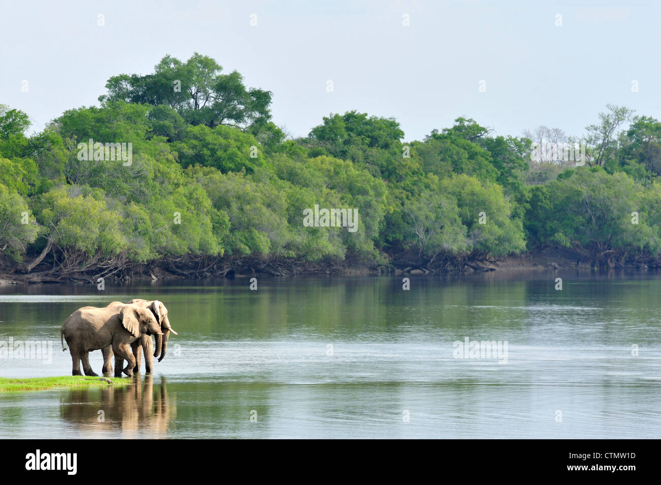 Gli elefanti di bere dal fiume Kafue vicino a Mc Bride's Camp, Nord Parco Nazionale di Kafue, Zambia Foto Stock