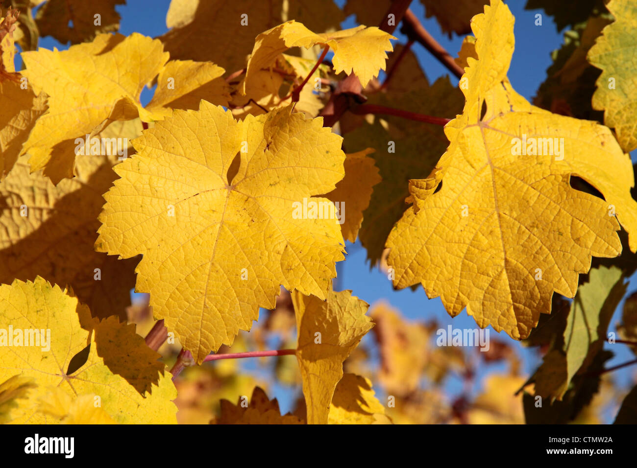 Di colore giallo brillante foglie in vigna vicino Kiedrich, Rheingau, Hesse, Germania Foto Stock