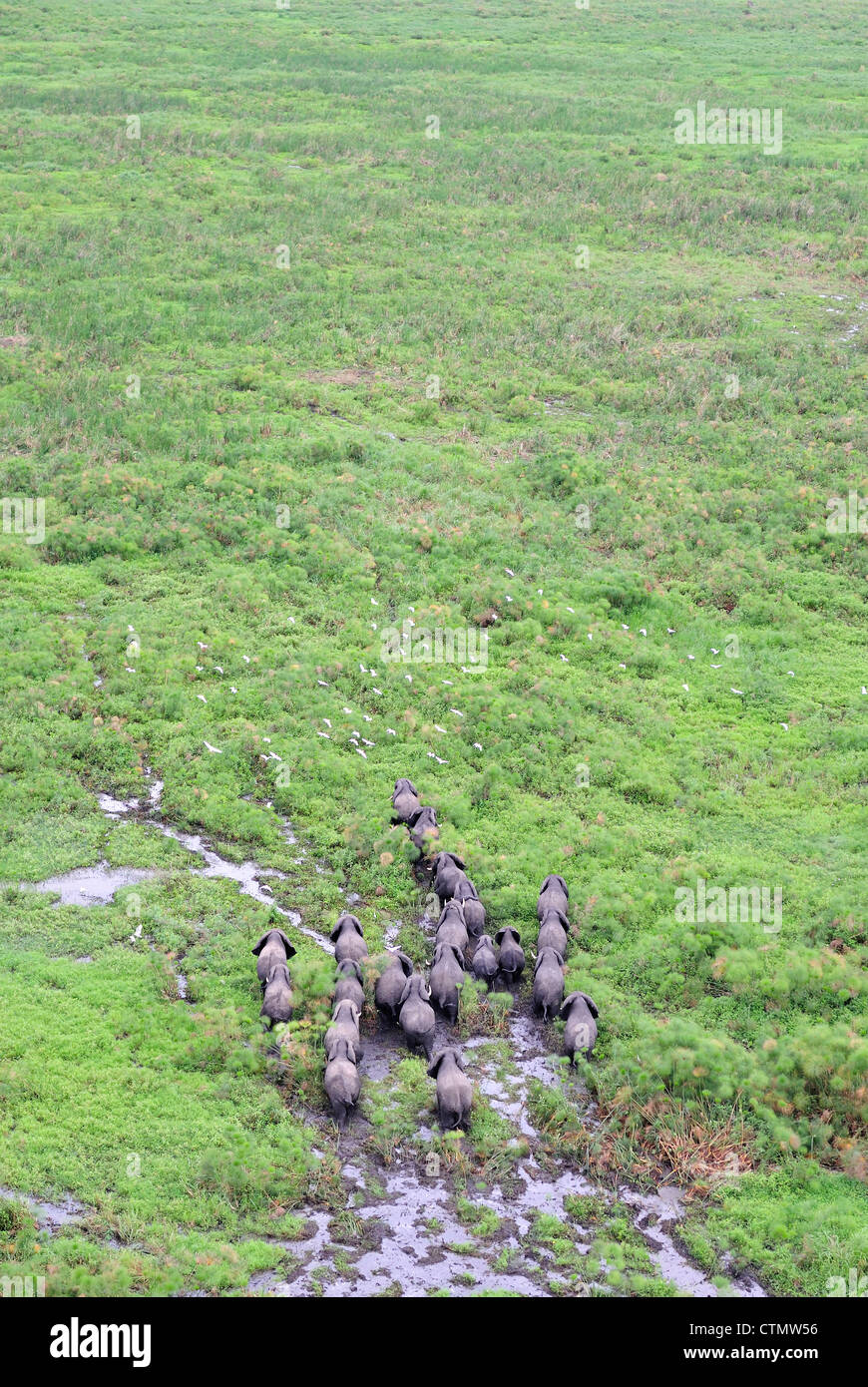 Elefanti in Shambe Game Reserve ovest del Nilo, Repubblica del Sud Sudan Foto Stock