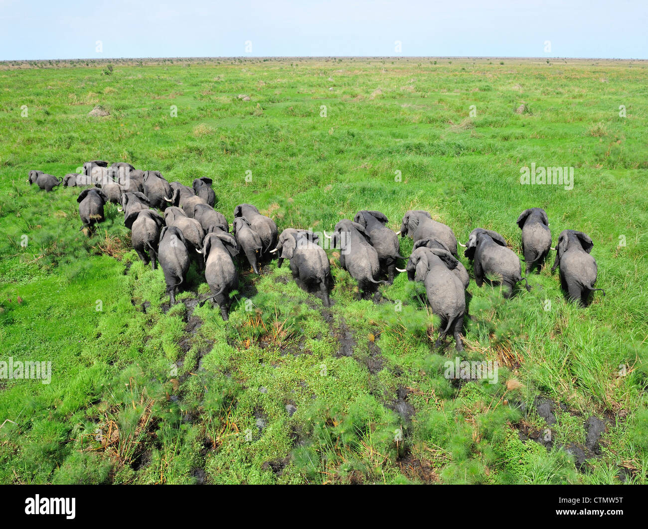 Una mandria di elefanti in un terreno paludoso, Shambe Game Reserve ovest del Nilo, Repubblica del Sud Sudan Foto Stock