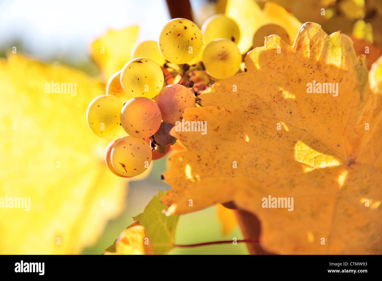 Il Riesling uva da vino in autunno nei pressi di Kiedrich, Rheingau, Hesse, Germania Foto Stock