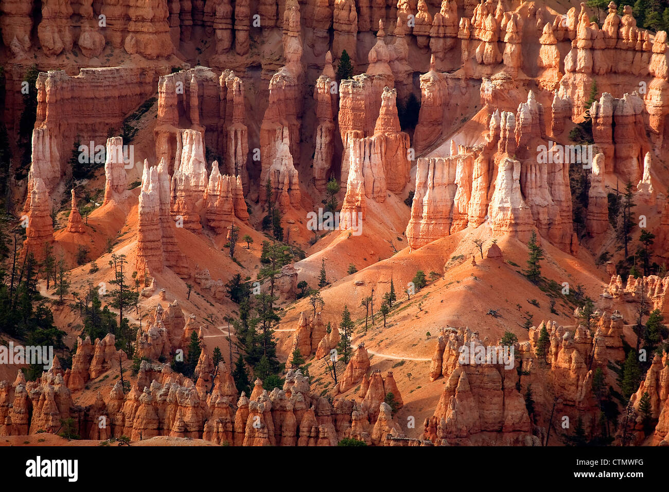 Hoodos nel Bryce anfiteatro, parco nazionale di Bryce Canyon, Utah, Stati Uniti d'America. Foto Stock