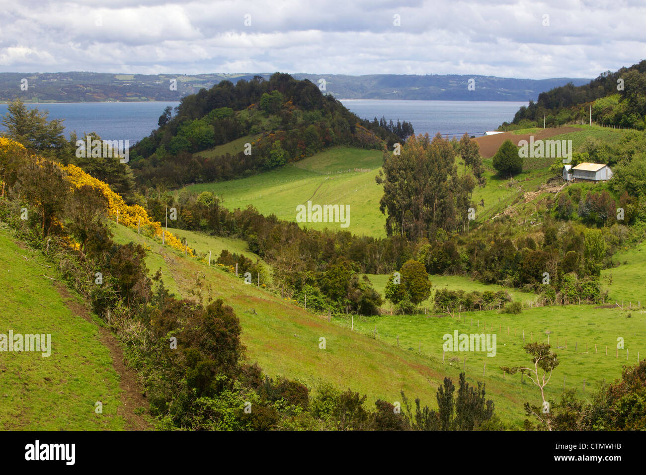 Ondulata campagna lussureggiante, Isola di Chiloe, regione de Los Lagos, Patagonia, Cile, Sud America Foto Stock