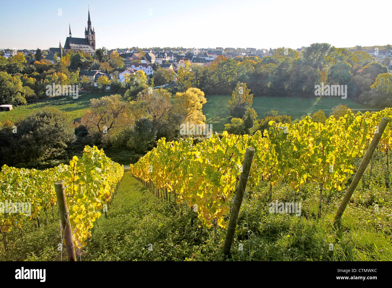 Vista dalla vigna alla Kiedrich, Rheingau, Hesse, Germania Foto Stock