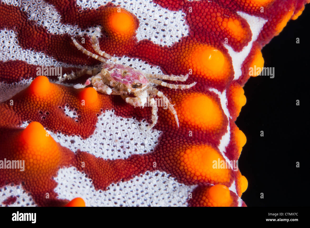 Granchio di mare su una stella di mare. La Paz, Messico Foto Stock