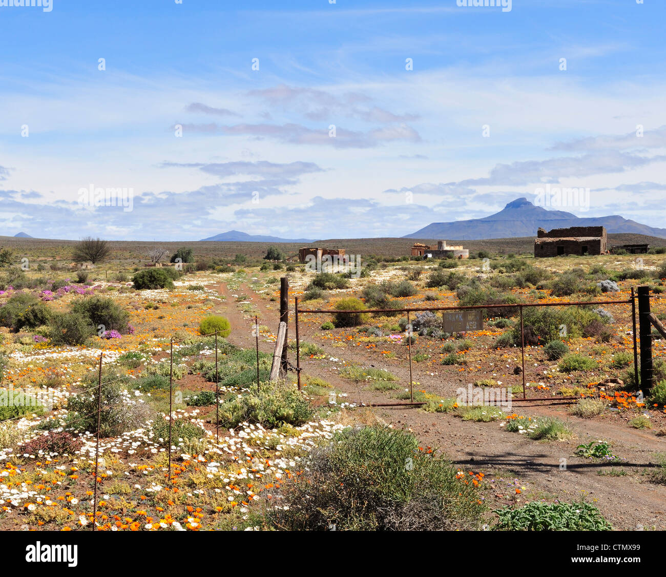 Fiori Selvatici che circonda fatiscenti case coloniche in Namaqualand, Northern Cape, Sud Africa Foto Stock