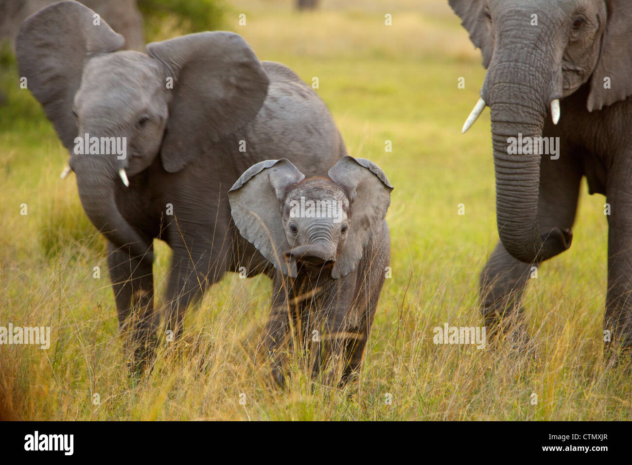 Un giovane elefante in cammino verso la telecamera, Okavango Delta, Botswana Foto Stock