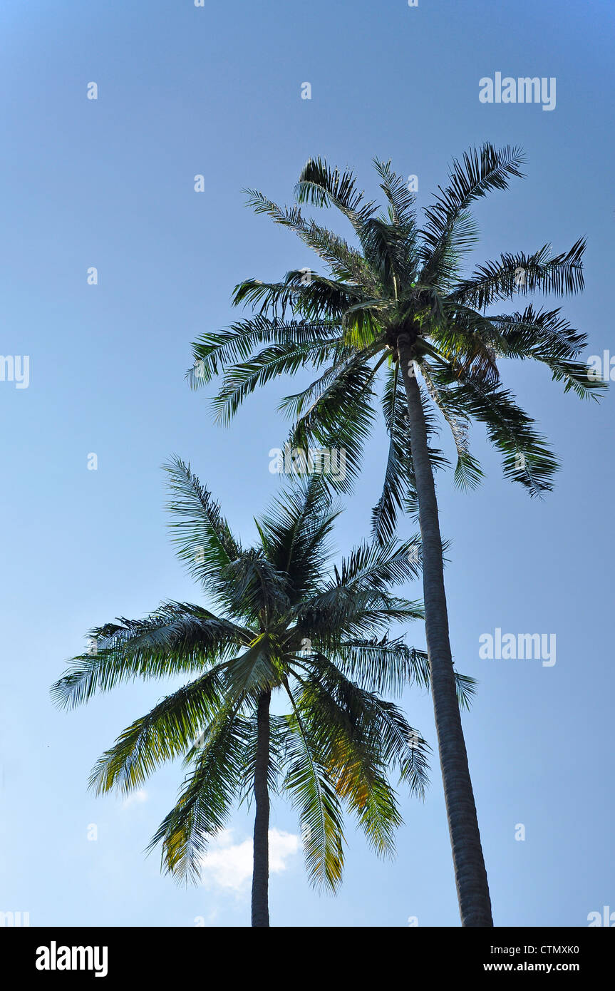 Alberi di noce di cocco o gli alberi di palma contro il luminoso cielo blu Foto Stock
