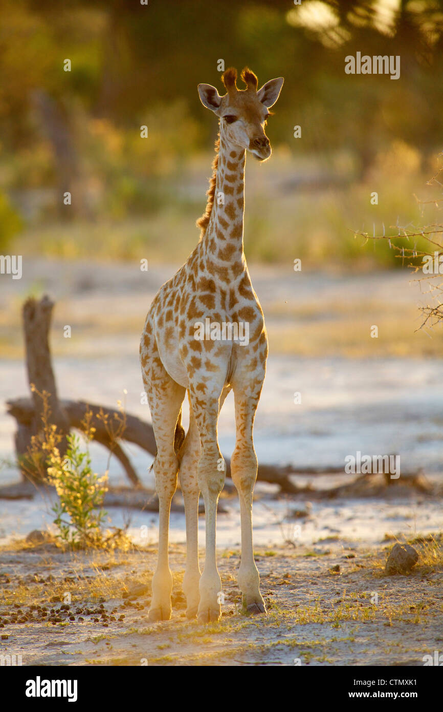 Una piena vista la lunghezza di una giovane giraffa, Okavango Delta, Botswana Foto Stock