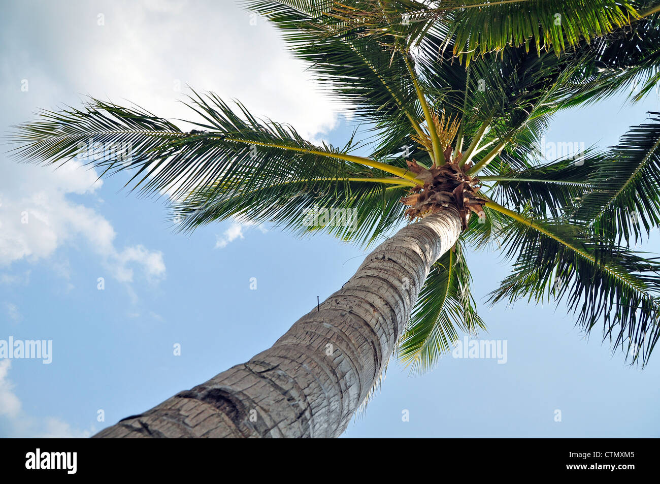 Alberi di noce di cocco o gli alberi di palma contro il luminoso cielo blu Foto Stock