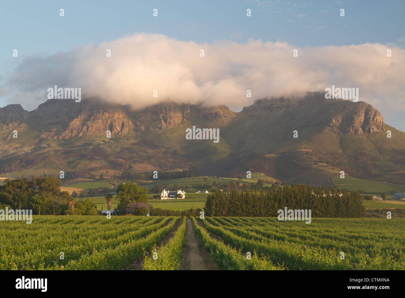 Vigneti con homestead vicino a Stellenbosch, Western Cape, Sud Africa Foto Stock