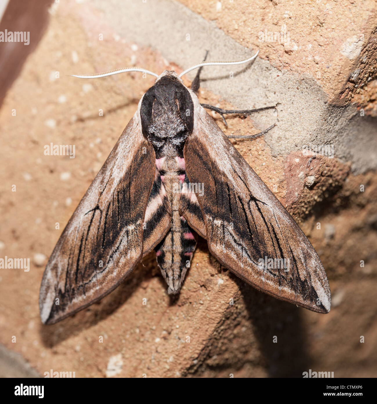 Ligustro hawk moth sulla parete con alette aperte Foto Stock