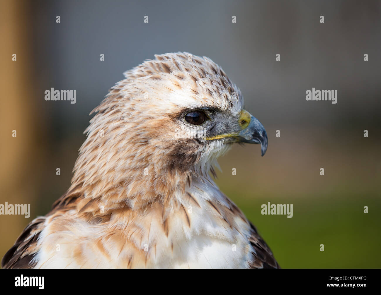 Red tailed hawk guardando da vicino Foto Stock