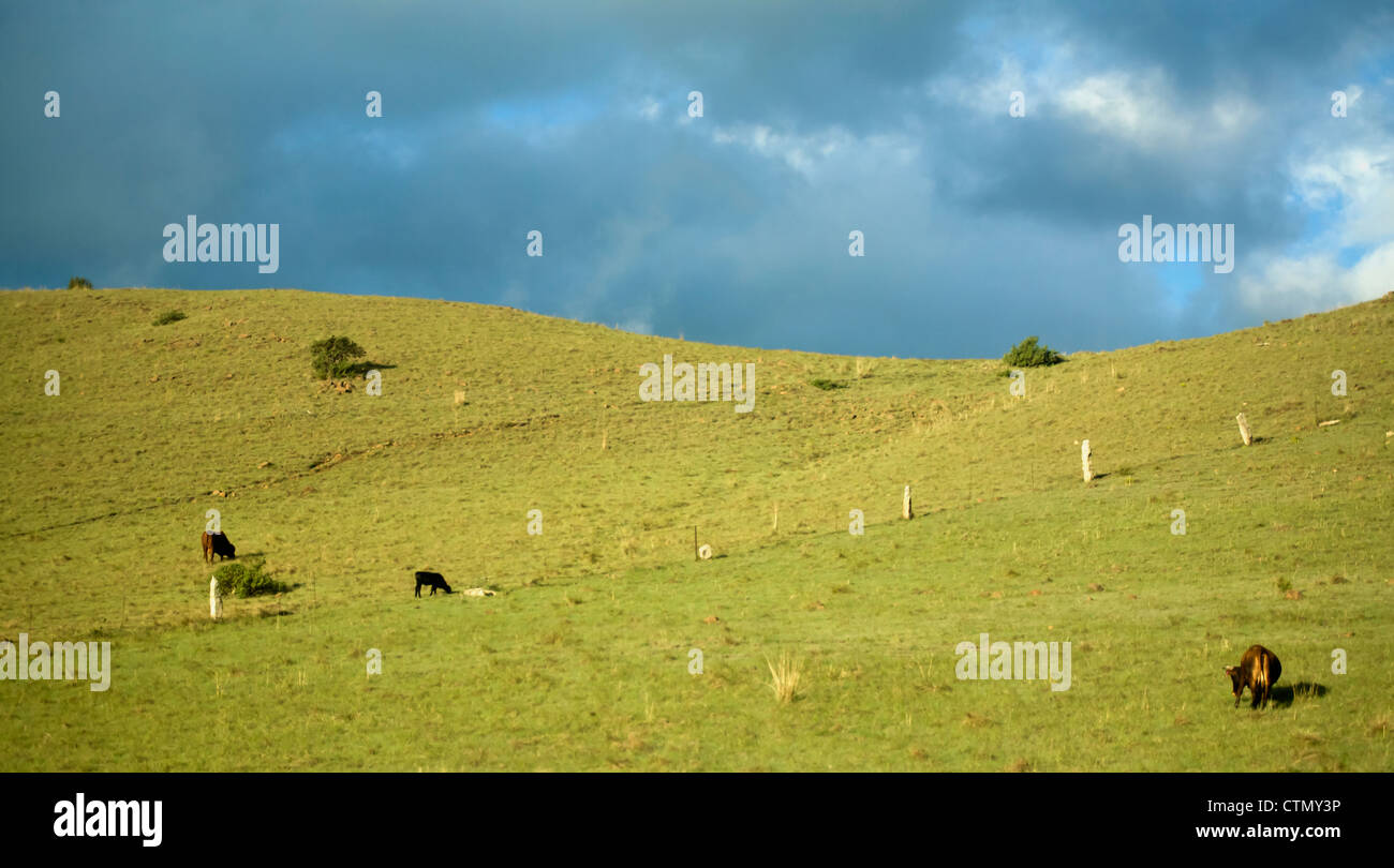 Rurale scena con le mucche al pascolo, Orange Free State, Sud Africa Foto Stock