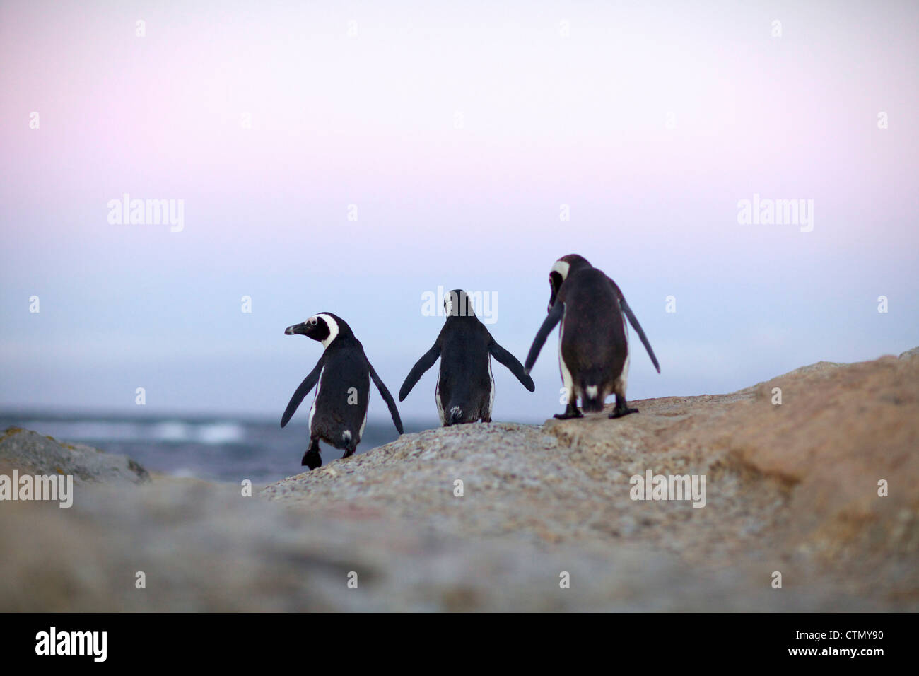 Tre i Penguins africani a piedi, Simonstown, Western Cape, Sud Africa Foto Stock