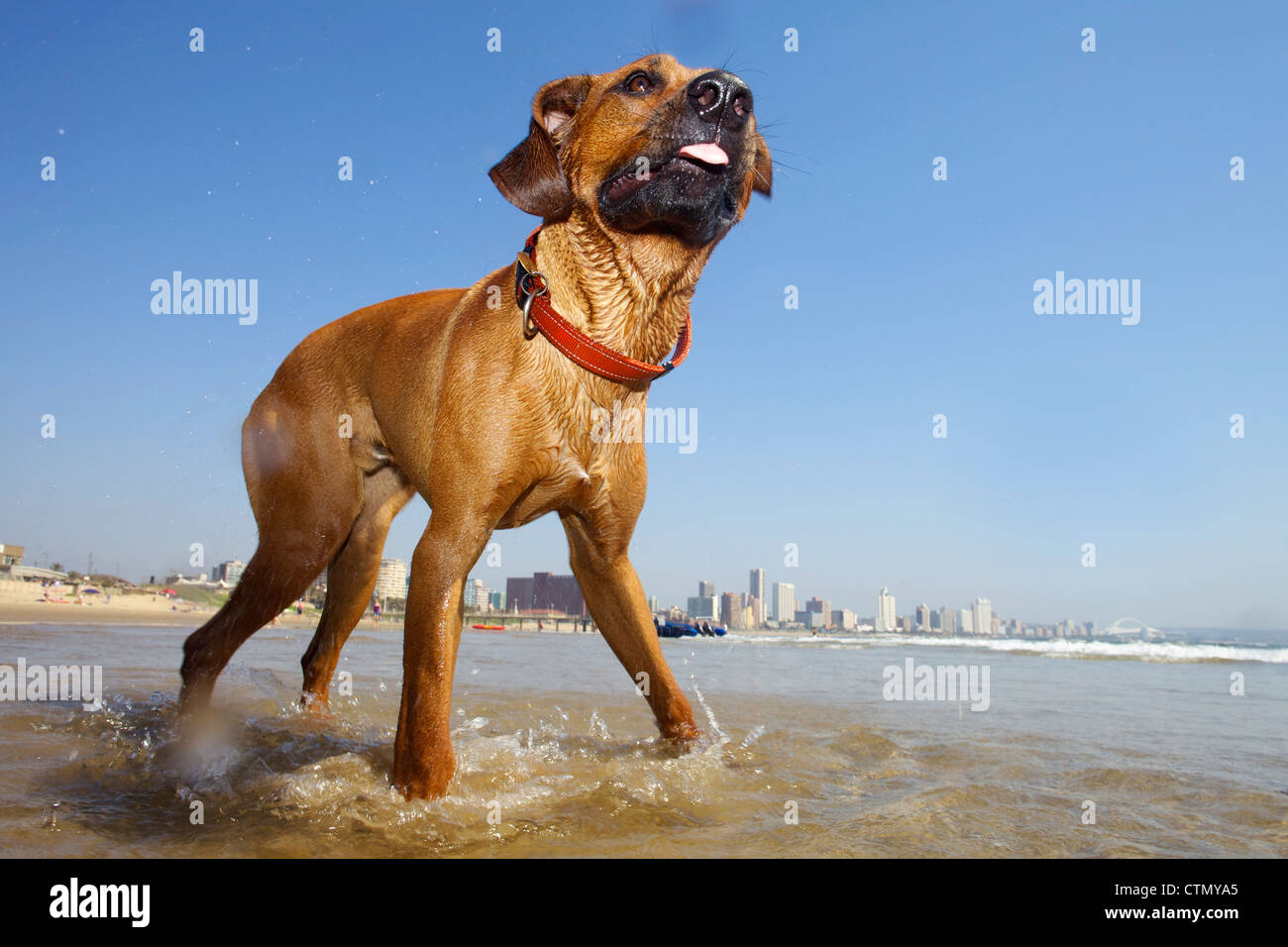 Cane guadare in mare, Durban, Kwa-Zulu Natal, Sud Africa Foto Stock