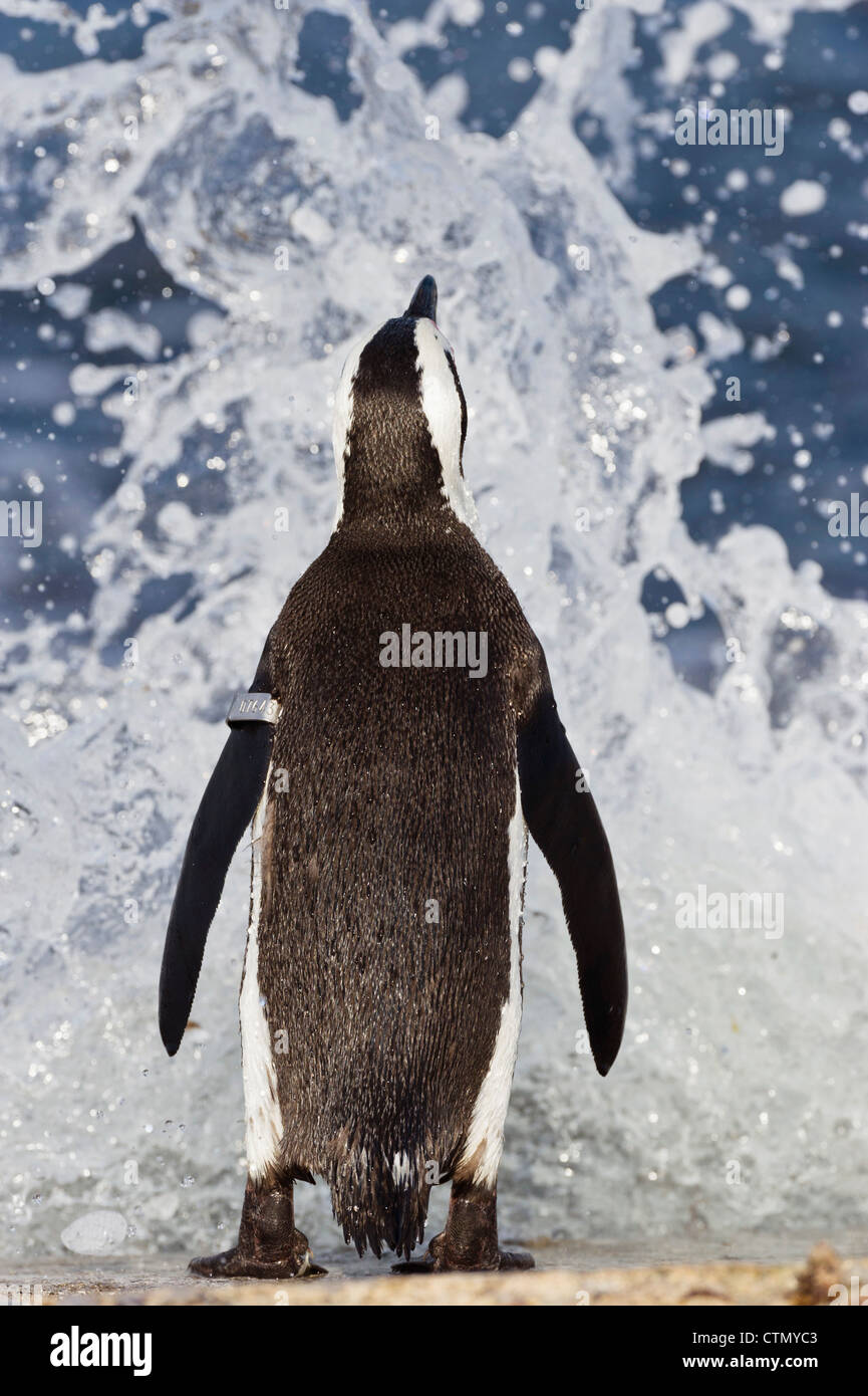 Pinguino africana contro la prossima onda, Bird Island, Algoa Bay, Sud Africa Foto Stock
