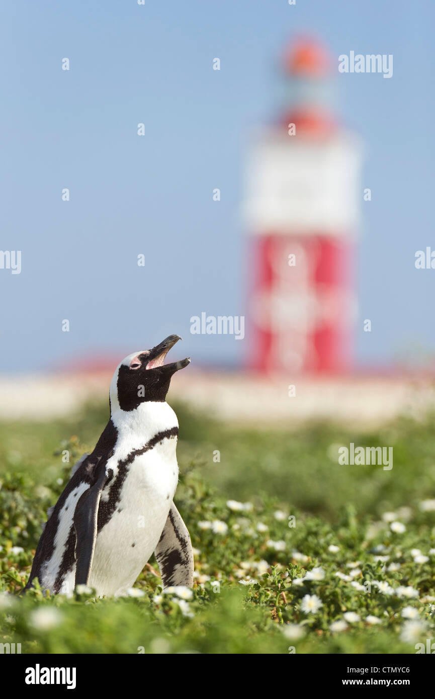 Pinguino africano tra fiori d'estate sul prato, Bird Island, Algoa Bay, Sud Africa Foto Stock