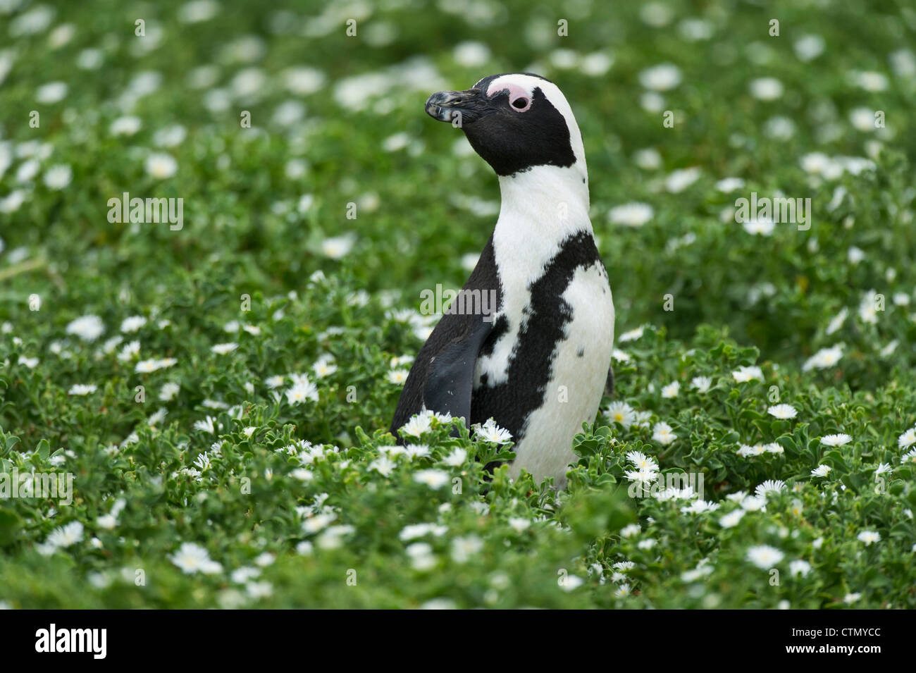 Pinguino africano che si erge tra i fiori vygies, Bird Island, Algoa Bay, Sud Africa Foto Stock