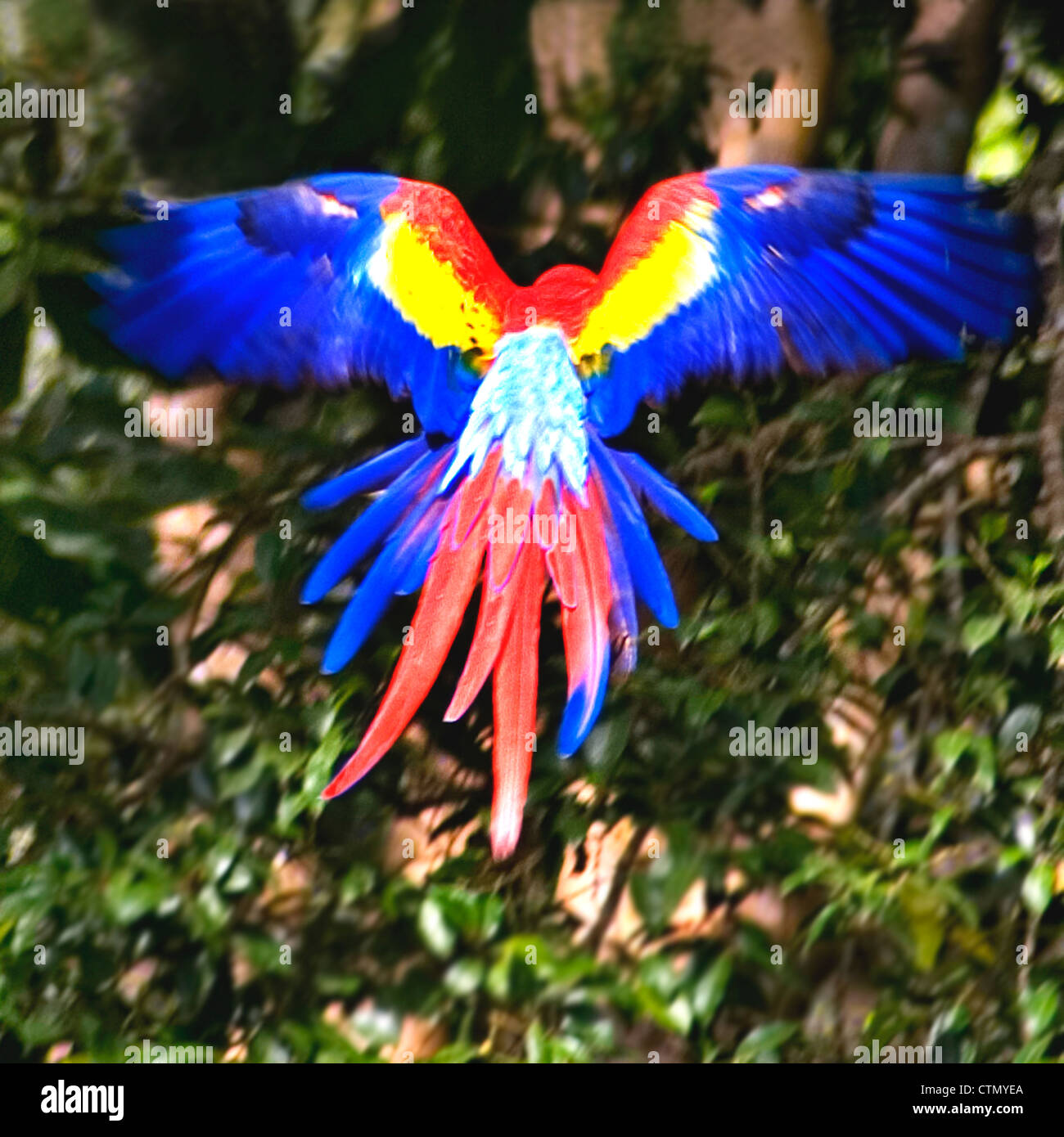 Un scarlet macaw prende il volo Foto Stock