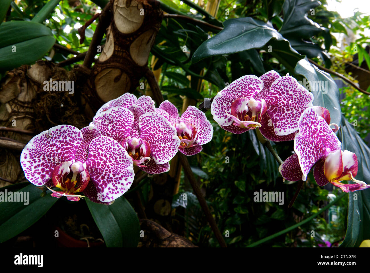 Visualizzazione di Phalaenopsis falena fioriture di orchidee Bloedel Conservatorio floreali Queen Elizabeth Park Vancouver BC Foto Stock