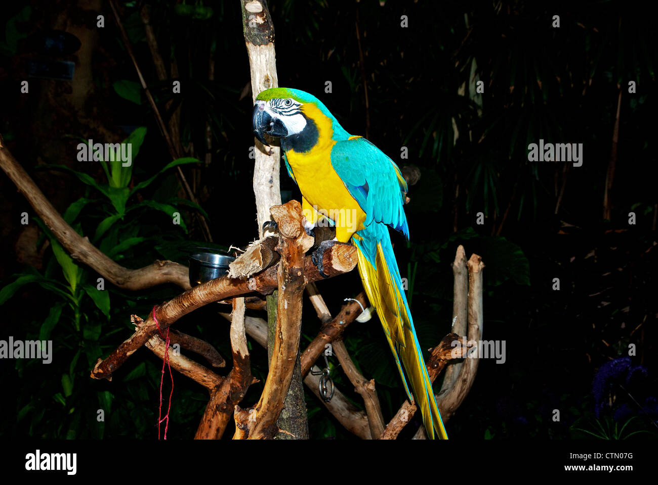 "Arte" blu giallo macaw bird Bloedel Conservatorio floreali Queen Elizabeth Park Vancouver BC Foto Stock