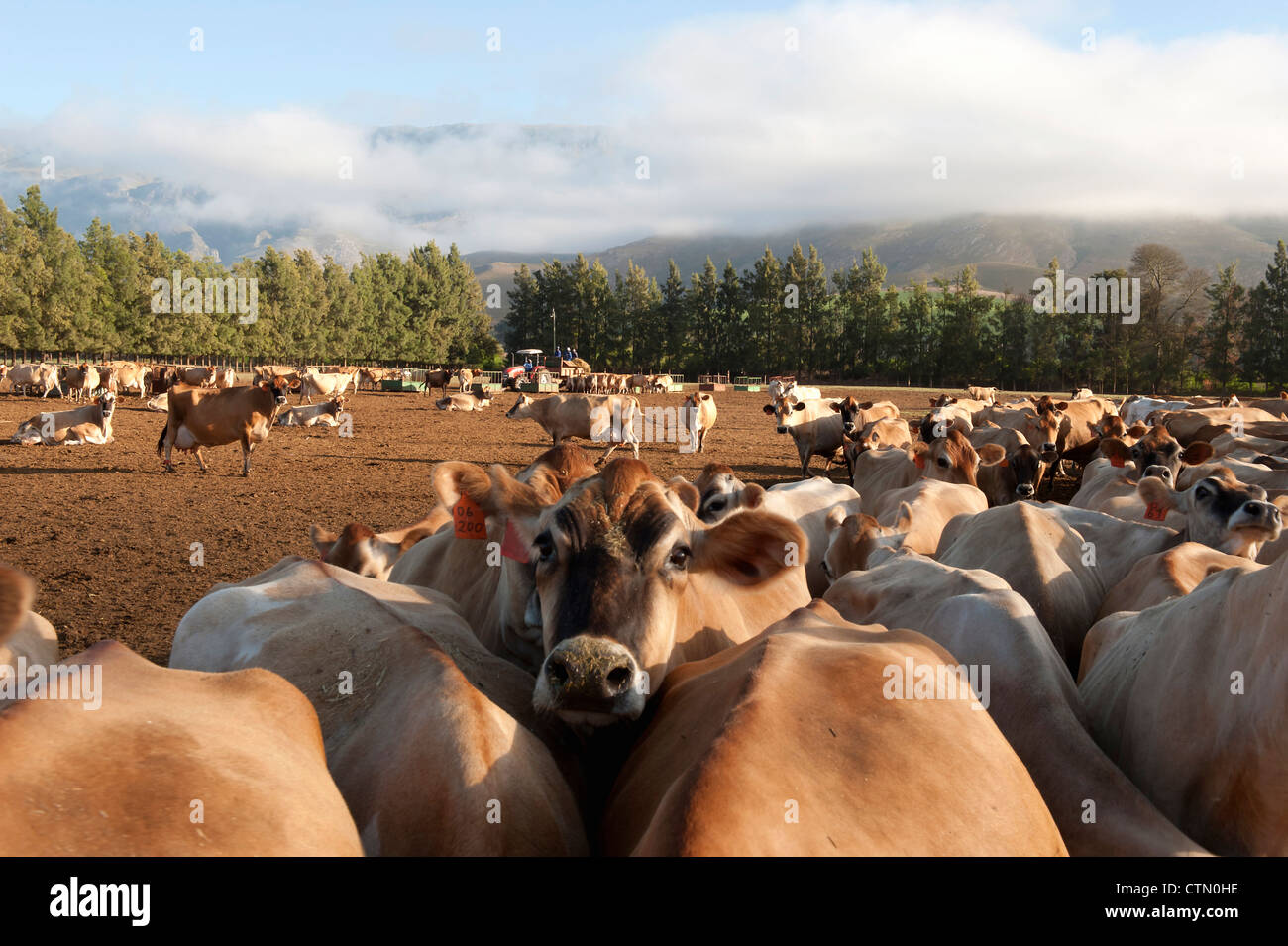 Cuernsey vacca e di allevamento, Overberg, Western Cape, Sud Africa Foto Stock