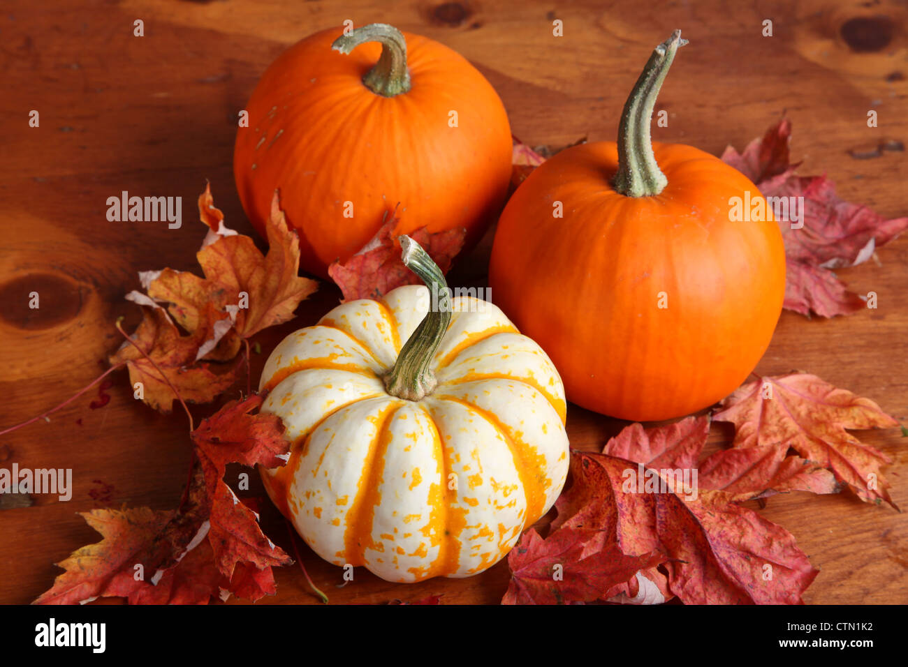 XCHI Set Di 2 Strofinacci Da Cucina Con Foglie Di Malva E Zucca Autunnale – 45,7x66 Cm – Lavabili In Lavatrice