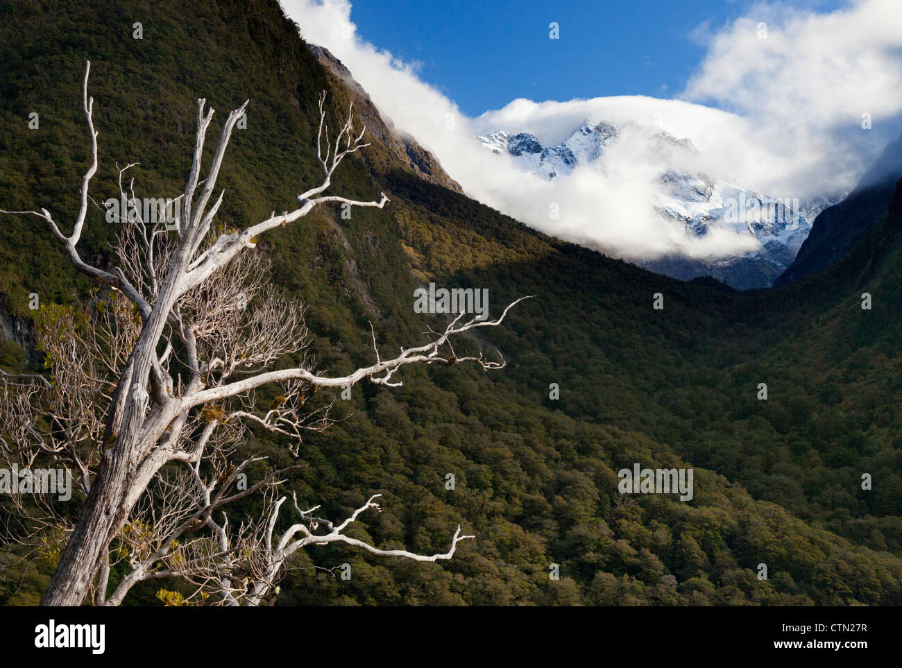 Albero morto vicino al baratro, Fiordland, Nuova Zelanda Foto Stock