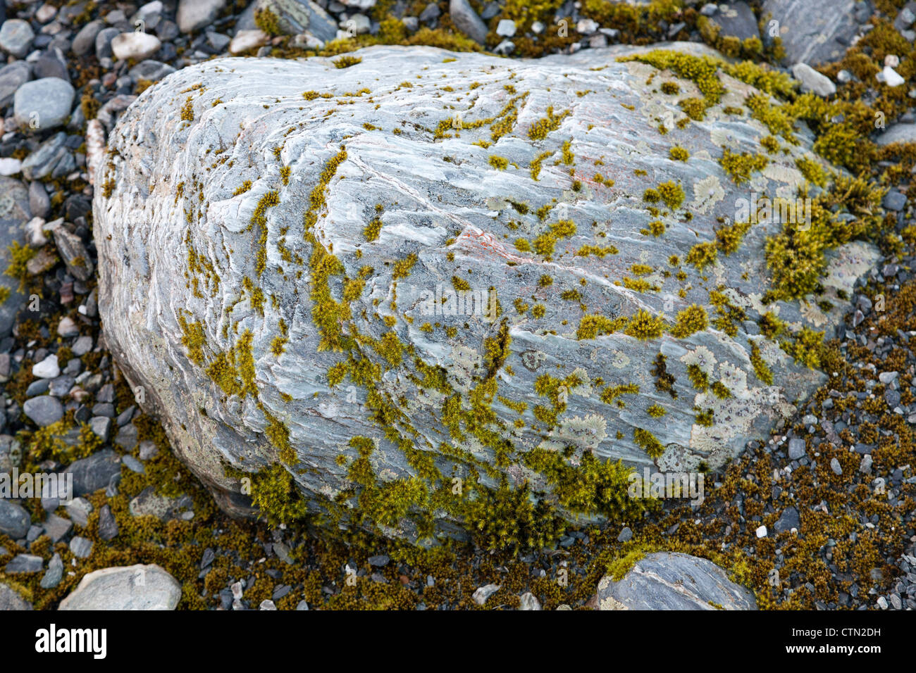 Rolling Stone raccoglie moss- campo di boulder alla base del Ghiacciaio Franz Josef, Nuova Zelanda Foto Stock