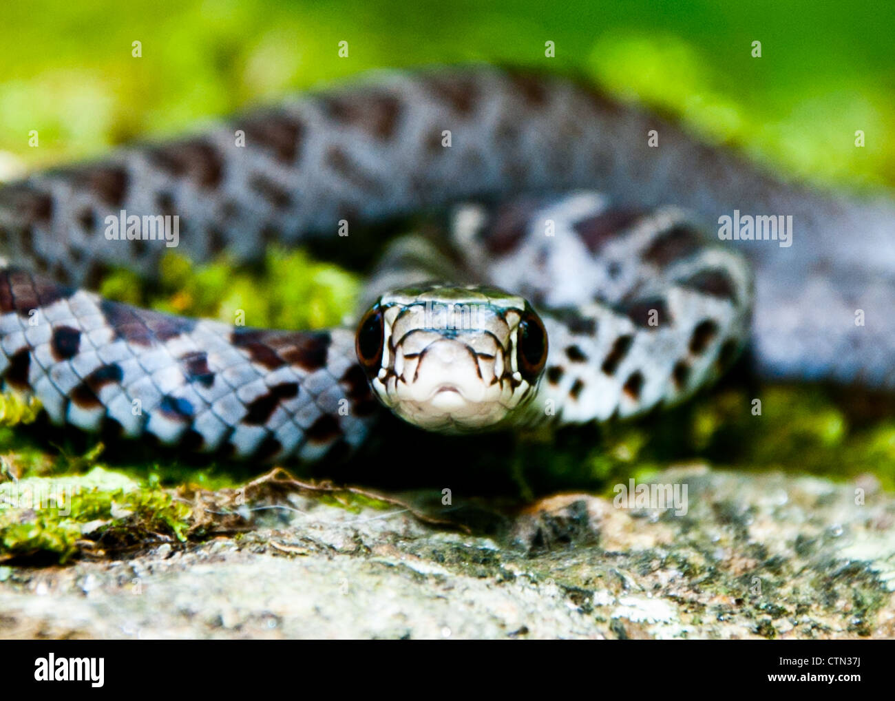 Nero nord Racer (Coluber constrictor) Foto Stock