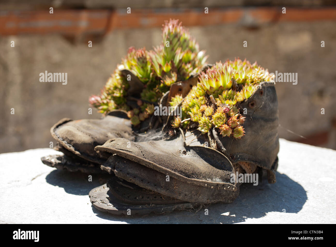 Boot piantatrice con cactus, Elva, Piemonte, Italia Foto Stock