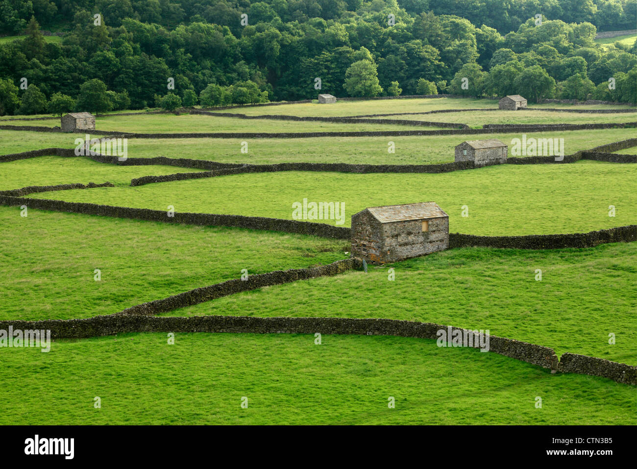 Tipiche pareti in pietra e fienili in estate la luce a Gunnerside in Swaledale, nello Yorkshire, Inghilterra Foto Stock