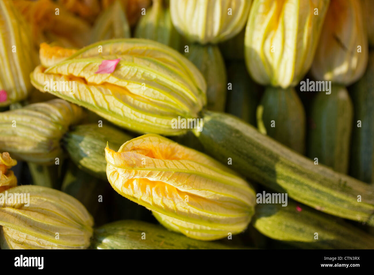 Zucchine con i loro fiori Foto Stock