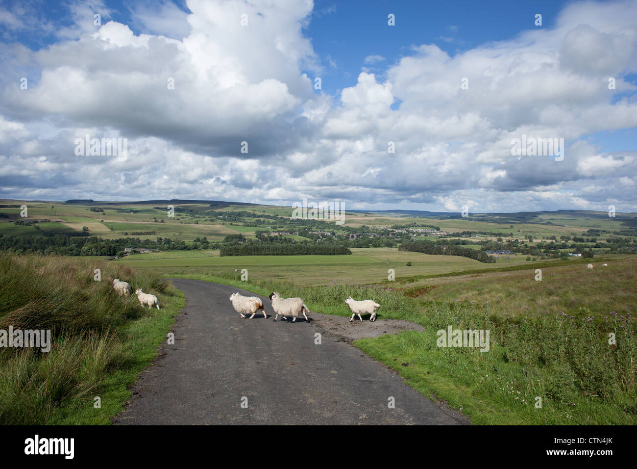 Pecore che attraversa la strada in Northumberland National Park. Le estati giorno guardando oltre a valle. Foto Stock