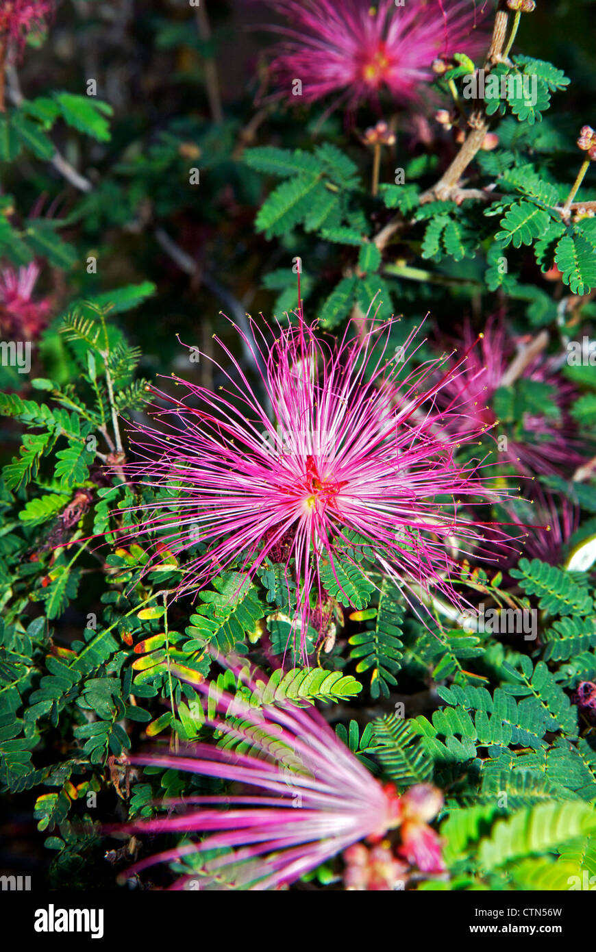 Lungo delicato fiore rosa stami Deserto Sonoran arbusto Foto Stock