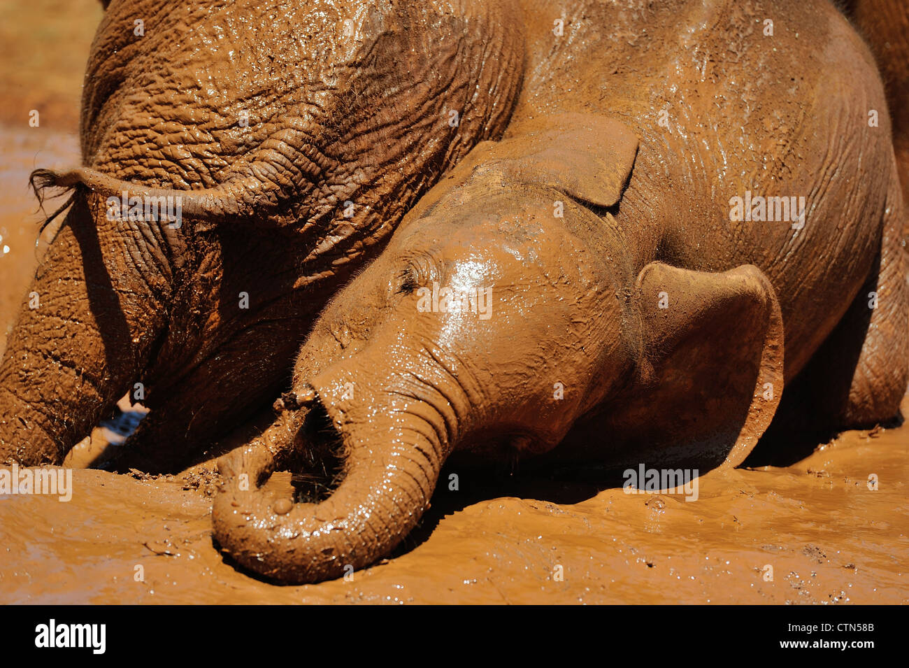 Bush africano Elefante africano (Loxodonta africana) mudbath degli orfani a Sheldrick l'Orfanotrofio degli Elefanti vicino a Nairobi Foto Stock