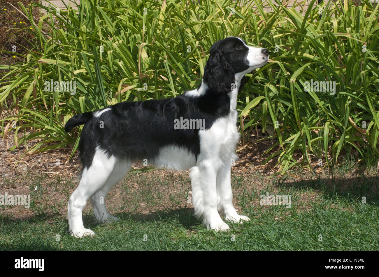 Springer Spaniel in piedi Foto Stock