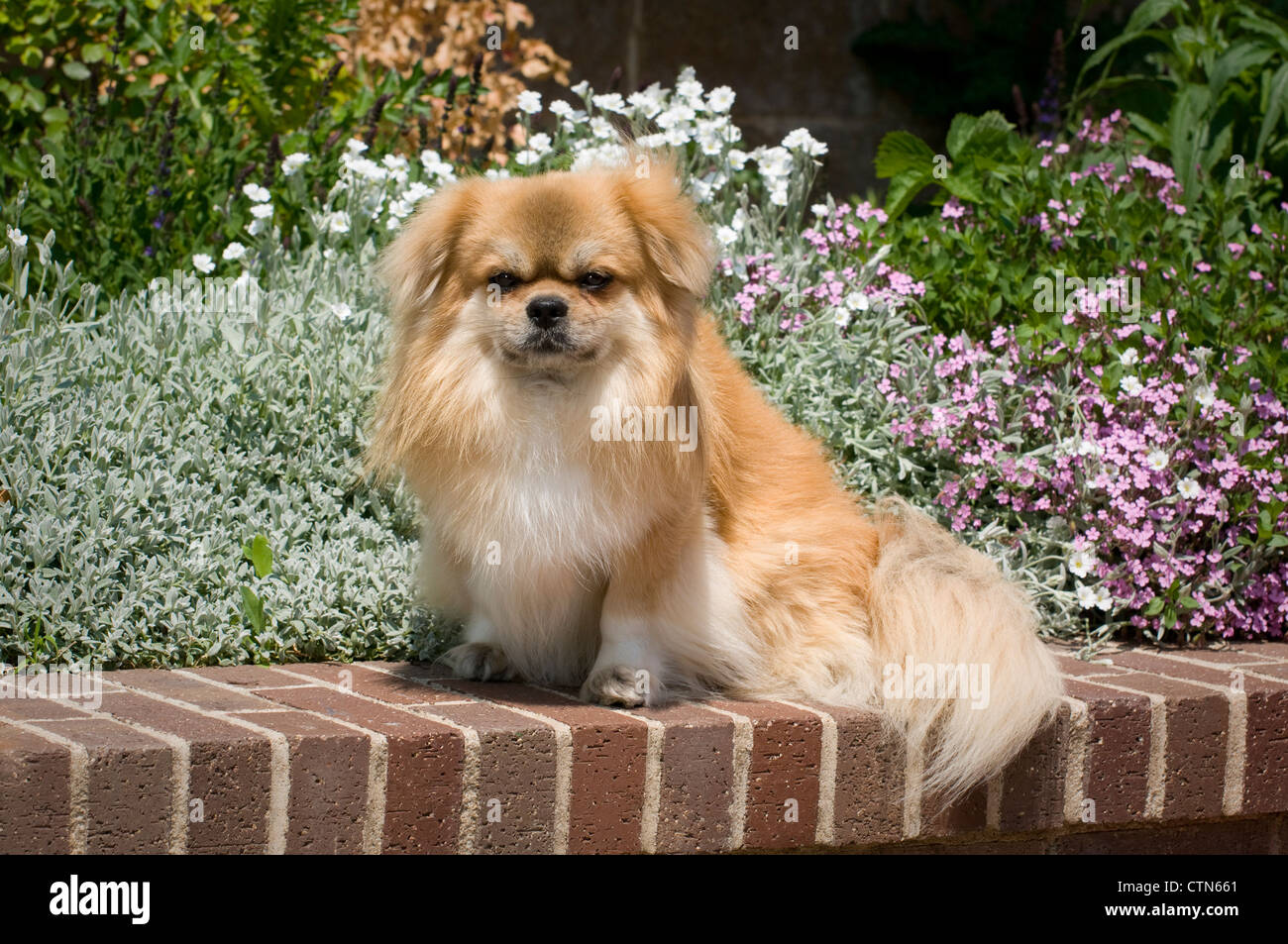 Tibetan Spaniel seduto su un muro di mattoni Foto Stock