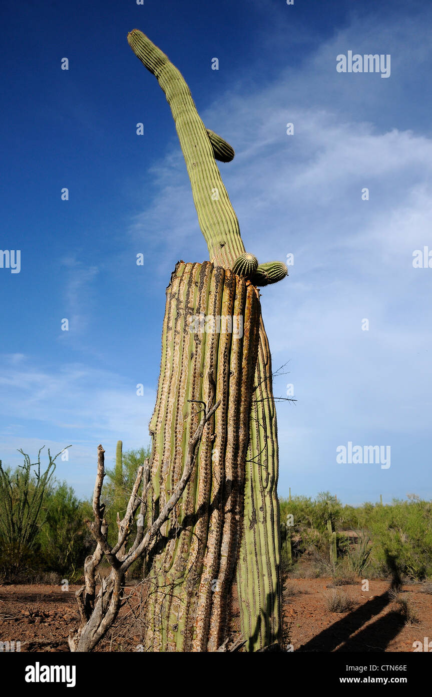 Un cactus Saguaro (Carnegiea gigantea), vandalizzato da arma da fuoco, risiede nella foresta Ironwood monumento nazionale, Eloy, Arizona, Stati Uniti. Foto Stock