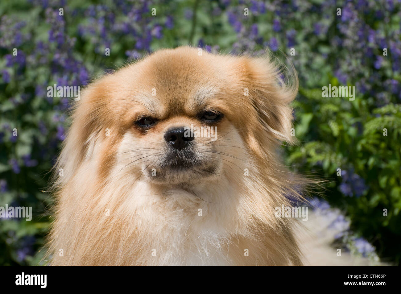 Tibetan Spaniel-colpo alla testa Foto Stock